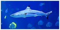  Sea Life   MSA Mix Service Agentur